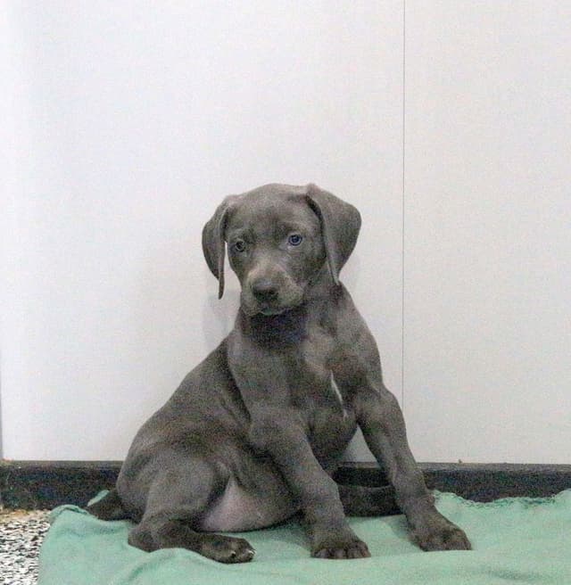 Hip Cert Beautiful❤️Weimaraner Puppies❤️Call 717-768-8348 media 4