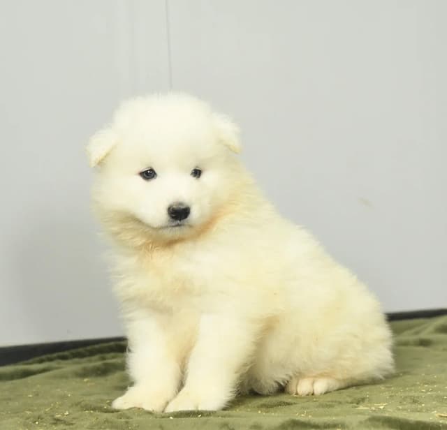 Beautiful Samoyed Puppies❤️🐾Call 717-768-8348 media 2