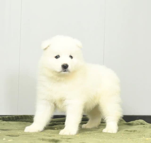 Beautiful Samoyed Puppies❤️🐾Call 717-768-8348 media 3