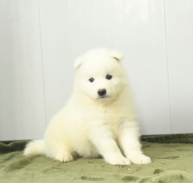 Beautiful Samoyed Puppies❤️🐾Call 717-768-8348 media 4