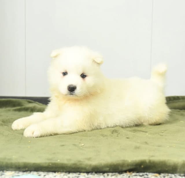 Beautiful Samoyed Puppies❤️🐾Call 717-768-8348 media 6