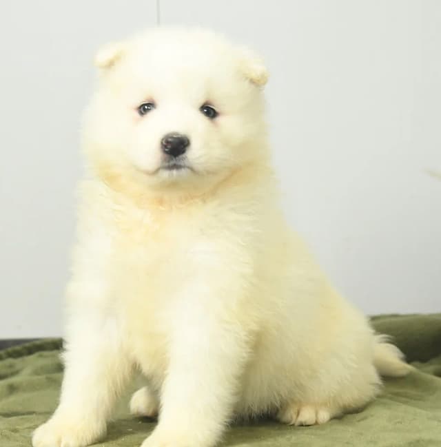 Beautiful Samoyed Puppies❤️🐾Call 717-768-8348 media 7