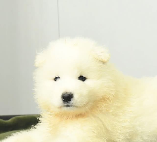 Beautiful Samoyed Puppies❤️🐾Call 717-768-8348 media 9