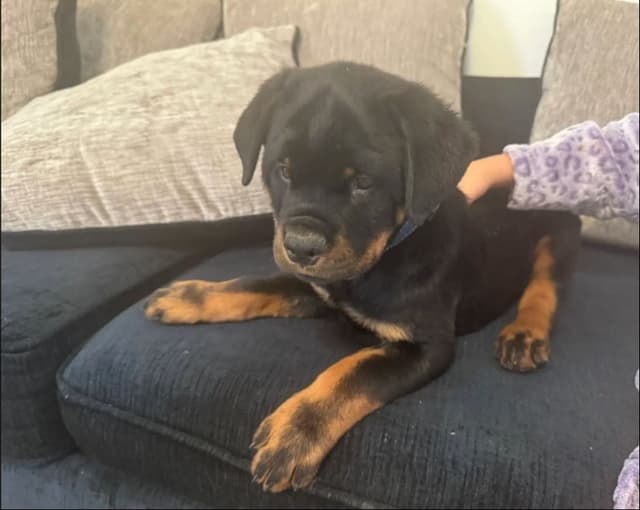 BEST MALE ROTTWEILERS PUP FIRST PICK AVAILABLE media 5