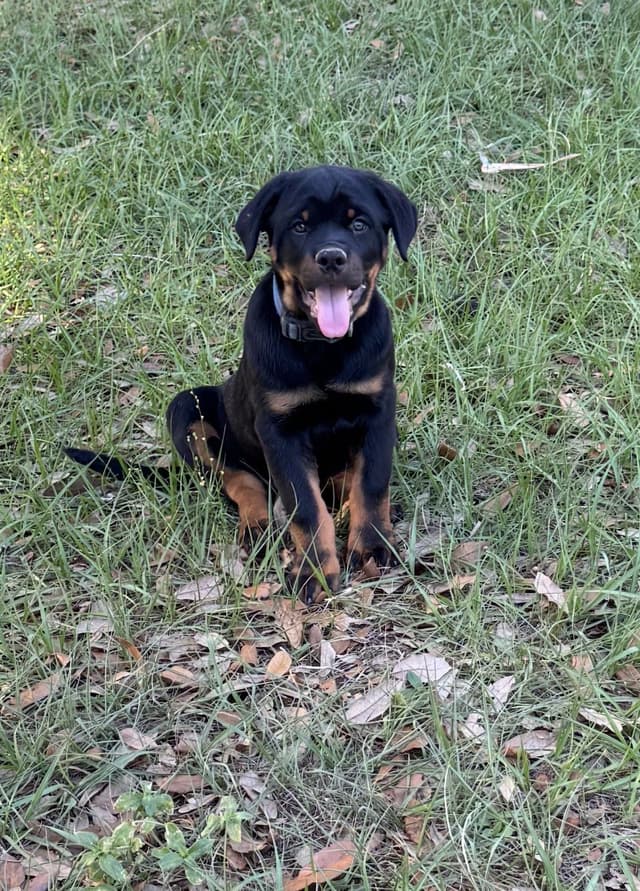 BEST MALE ROTTWEILERS PUP FIRST PICK AVAILABLE media 4