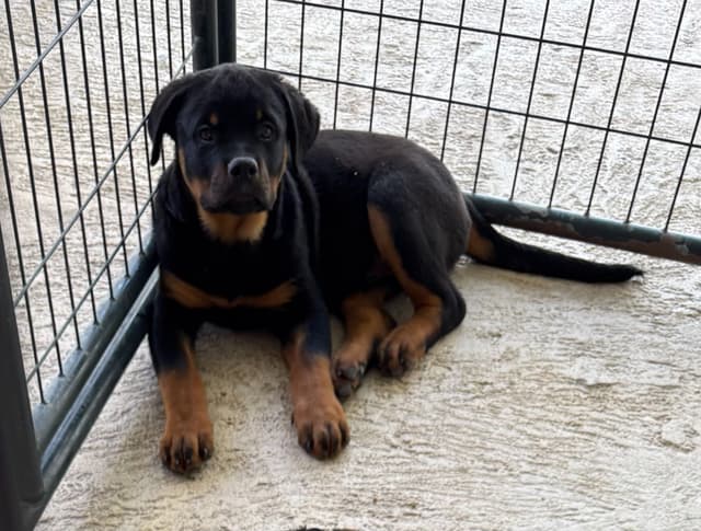 BEST MALE ROTTWEILERS PUP FIRST PICK AVAILABLE media 6