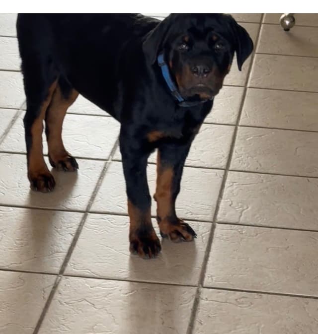 BEST MALE ROTTWEILERS PUP FIRST PICK AVAILABLE media 7