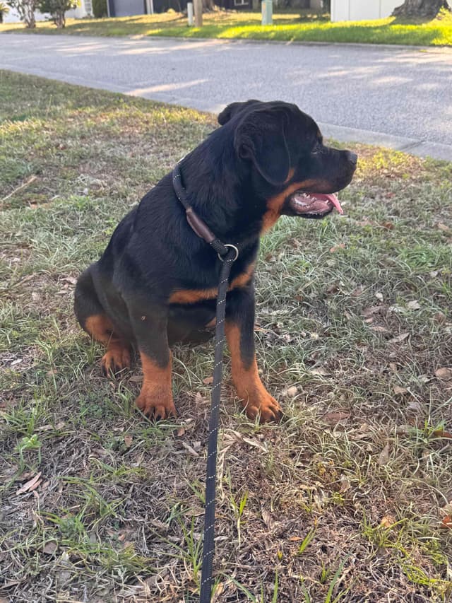 BEST MALE ROTTWEILERS PUP FIRST PICK AVAILABLE media 8