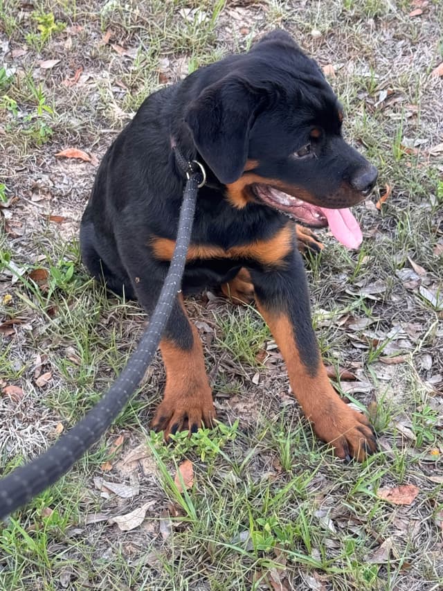 BEST MALE ROTTWEILERS PUP FIRST PICK AVAILABLE media 9