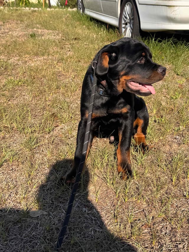 BEST MALE ROTTWEILERS PUP FIRST PICK AVAILABLE media 10