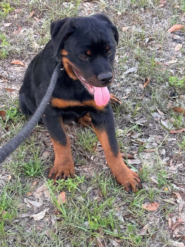 BEST MALE ROTTWEILERS PUP FIRST PICK AVAILABLE media 11