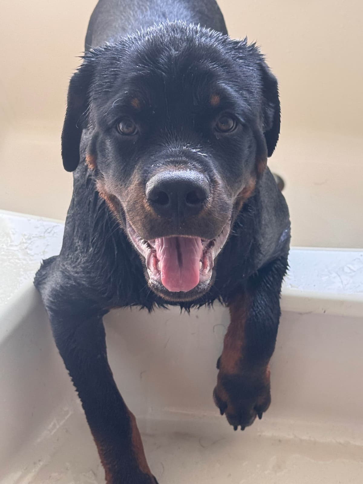 BEST MALE ROTTWEILERS PUP FIRST PICK AVAILABLE breeder image 2