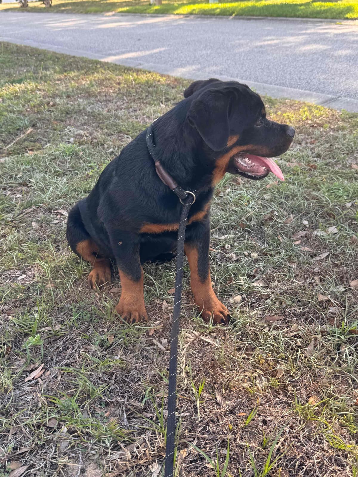 BEST MALE ROTTWEILERS PUP FIRST PICK AVAILABLE breeder image 3