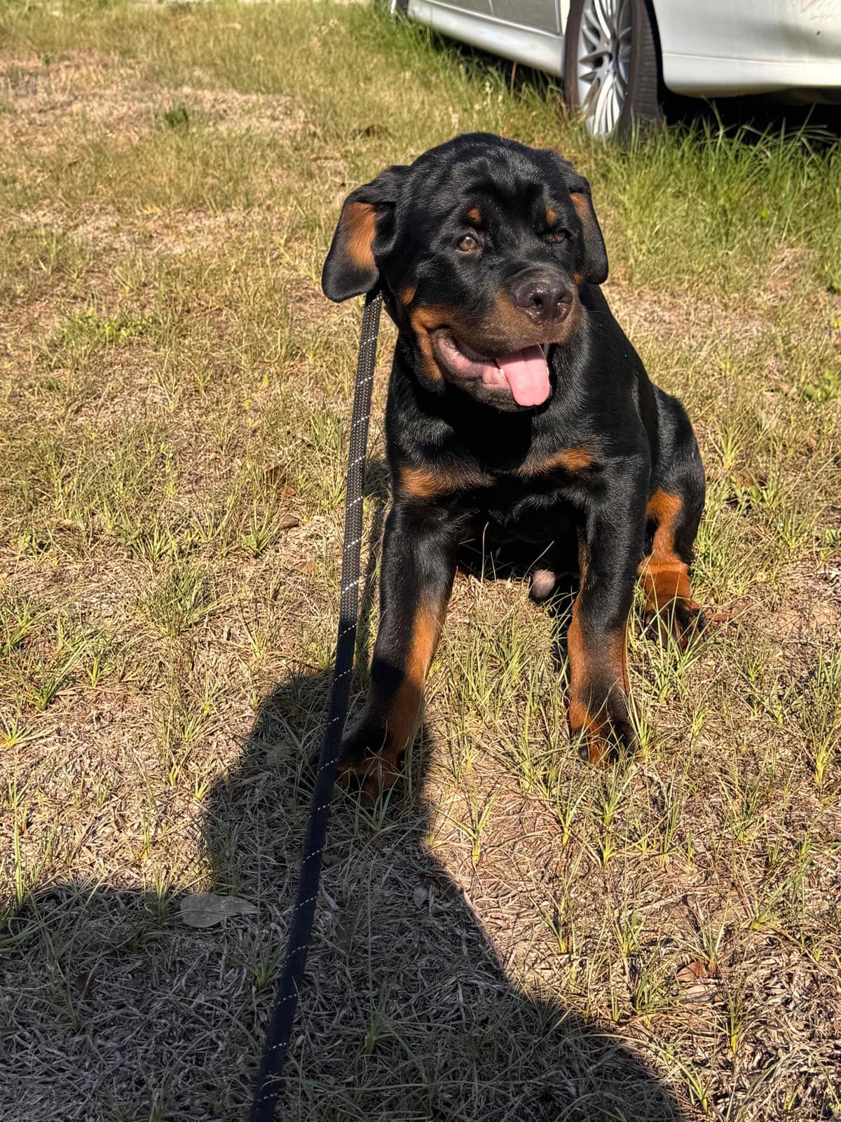 BEST MALE ROTTWEILERS PUP FIRST PICK AVAILABLE breeder image 7