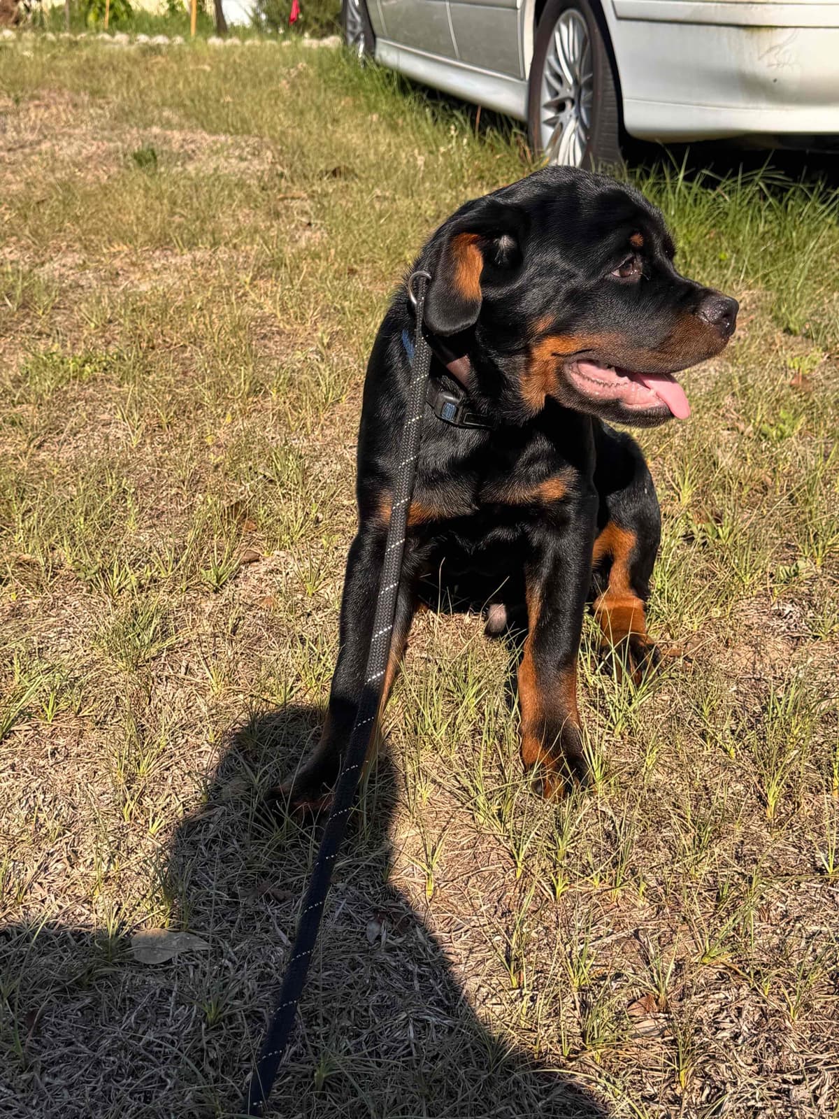 BEST MALE ROTTWEILERS PUP FIRST PICK AVAILABLE breeder image 6