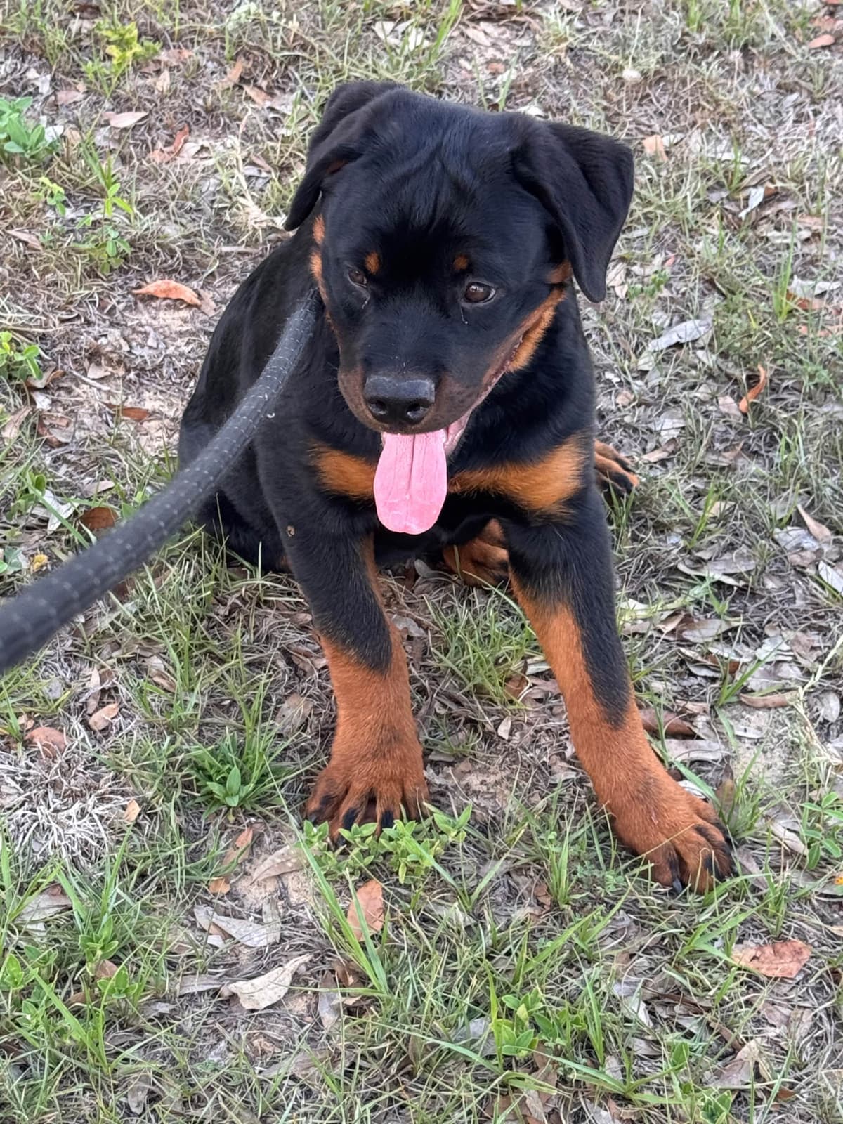 BEST MALE ROTTWEILERS PUP FIRST PICK AVAILABLE breeder image 5