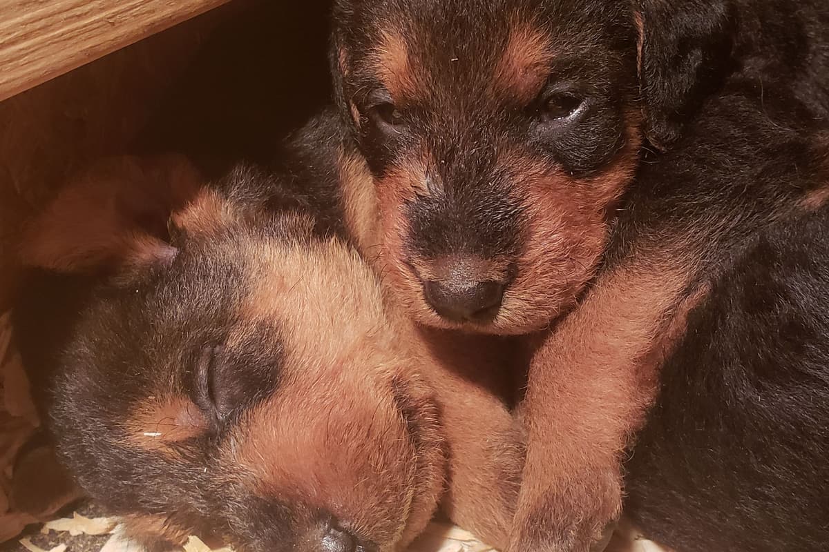 Airedale Terrier Puppies breeder image 6