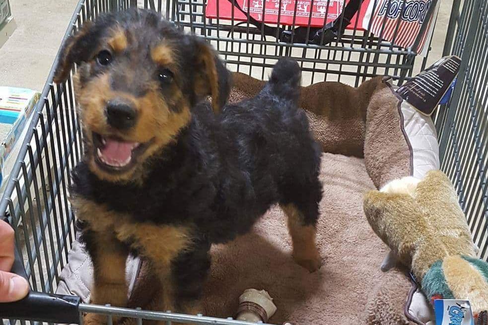 Airedale Terrier Puppies breeder image 5