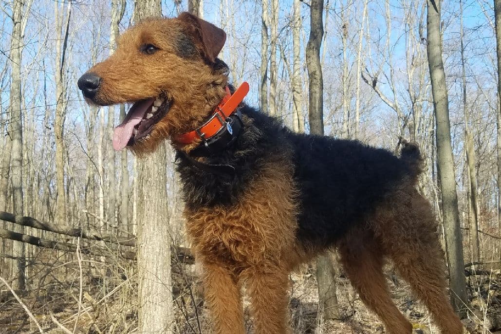 Airedale Terrier Puppies breeder image 4