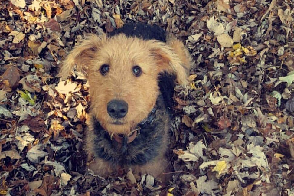 Airedale Terrier Puppies breeder image 3