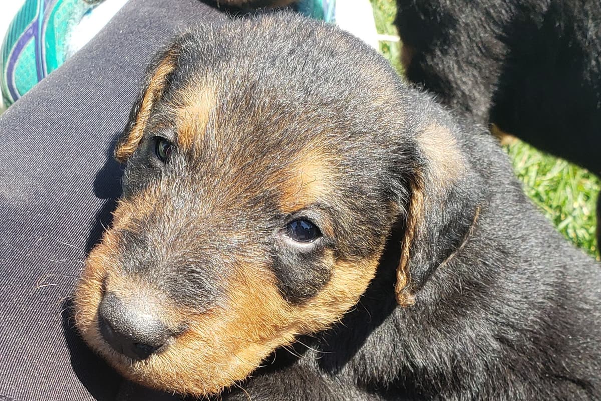 Airedale Terrier Puppies breeder image 2