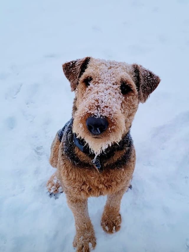 Airedale Terrier Puppies media 2