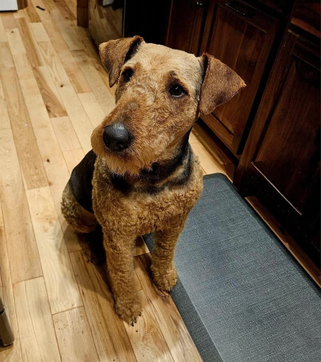 Airedale Terrier Puppies media 3