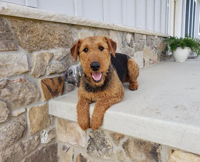 Airedale Terrier Puppies media 4