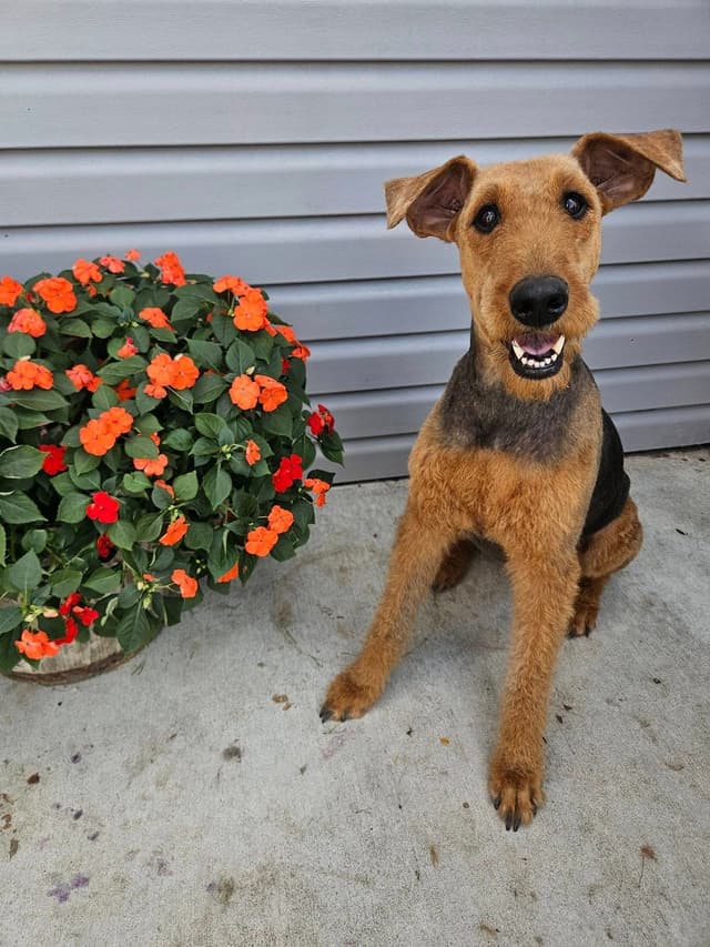 Airedale Terrier Puppies media 5