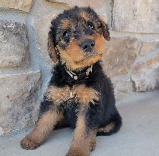 Airedale Terrier Puppies media 6