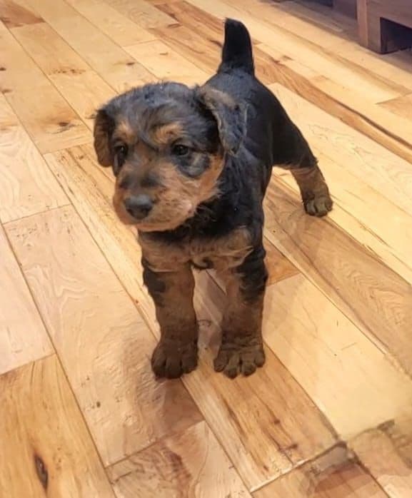 Airedale Terrier Puppies media 7