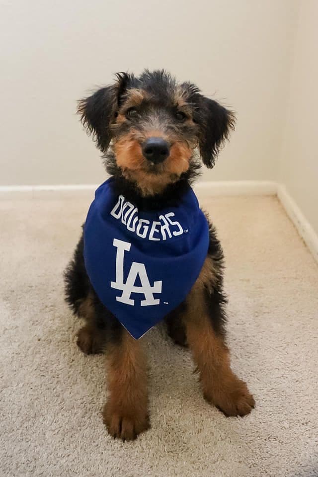 Airedale Terrier Puppies media 8