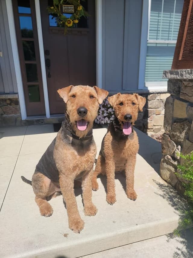 Airedale Terrier Puppies media 9