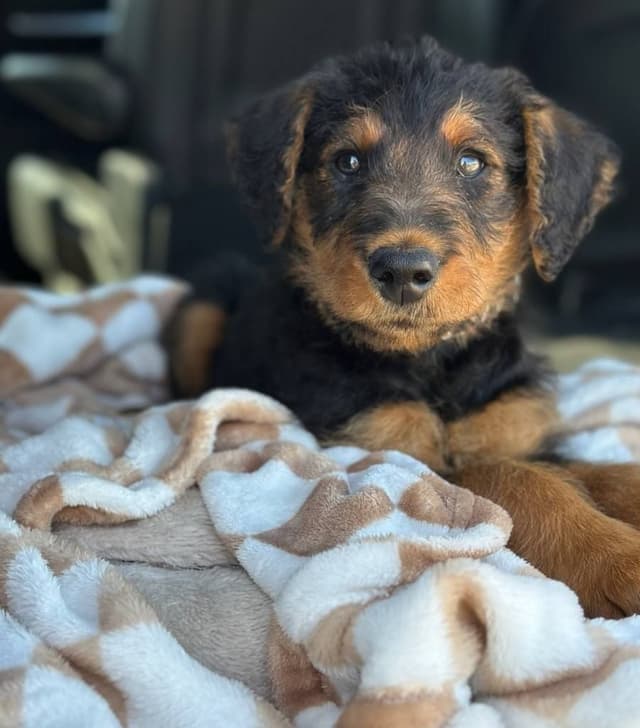 Airedale Terrier Puppies media 10