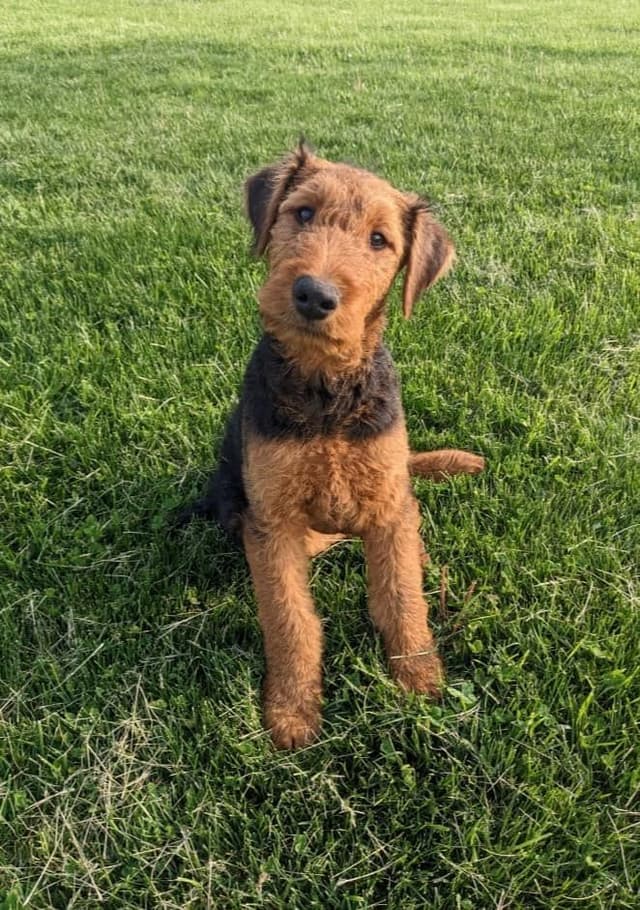 Airedale Terrier Puppies media 11
