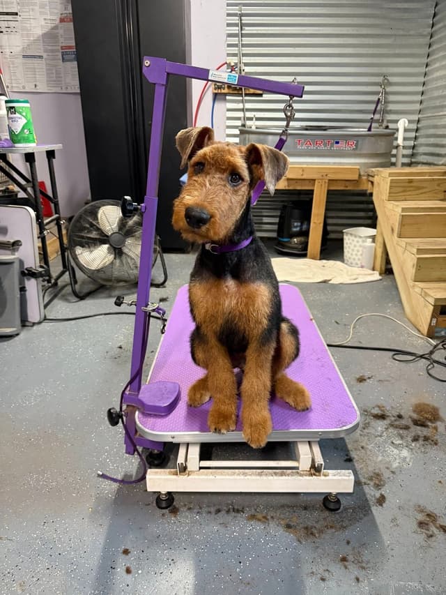 Airedale Terrier Puppies media 12