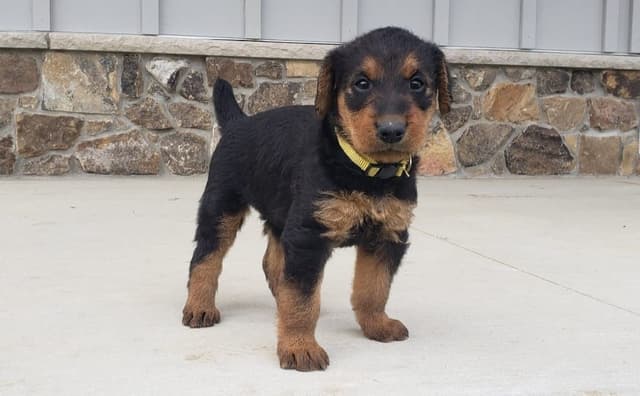 Airedale Terrier Puppies media 14