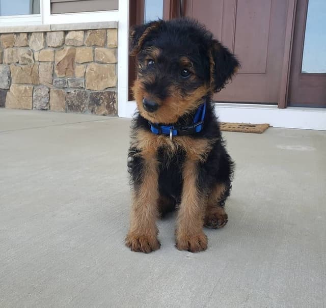 Airedale Terrier Puppies media 16