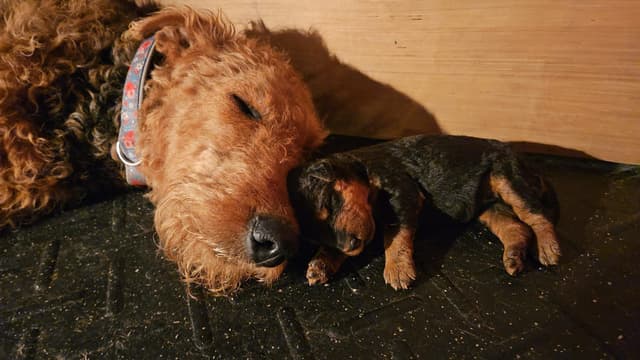 Airedale Terrier Puppies media 19
