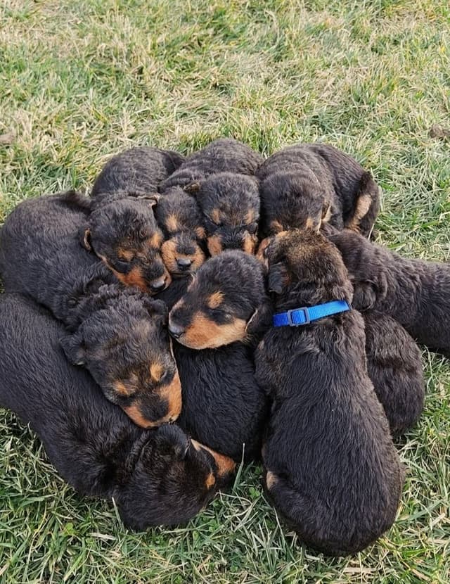 Airedale Terrier Puppies media 20