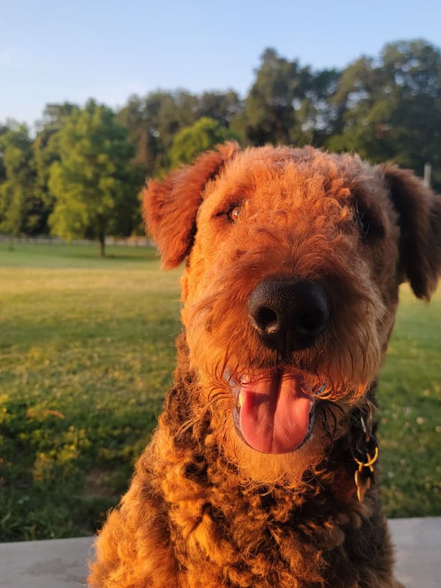 Airedale Terrier Puppies media 21
