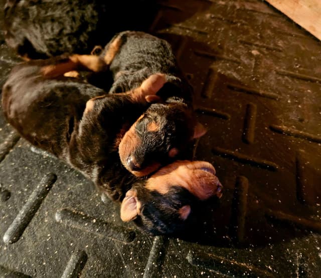 Airedale Terrier Puppies media 22