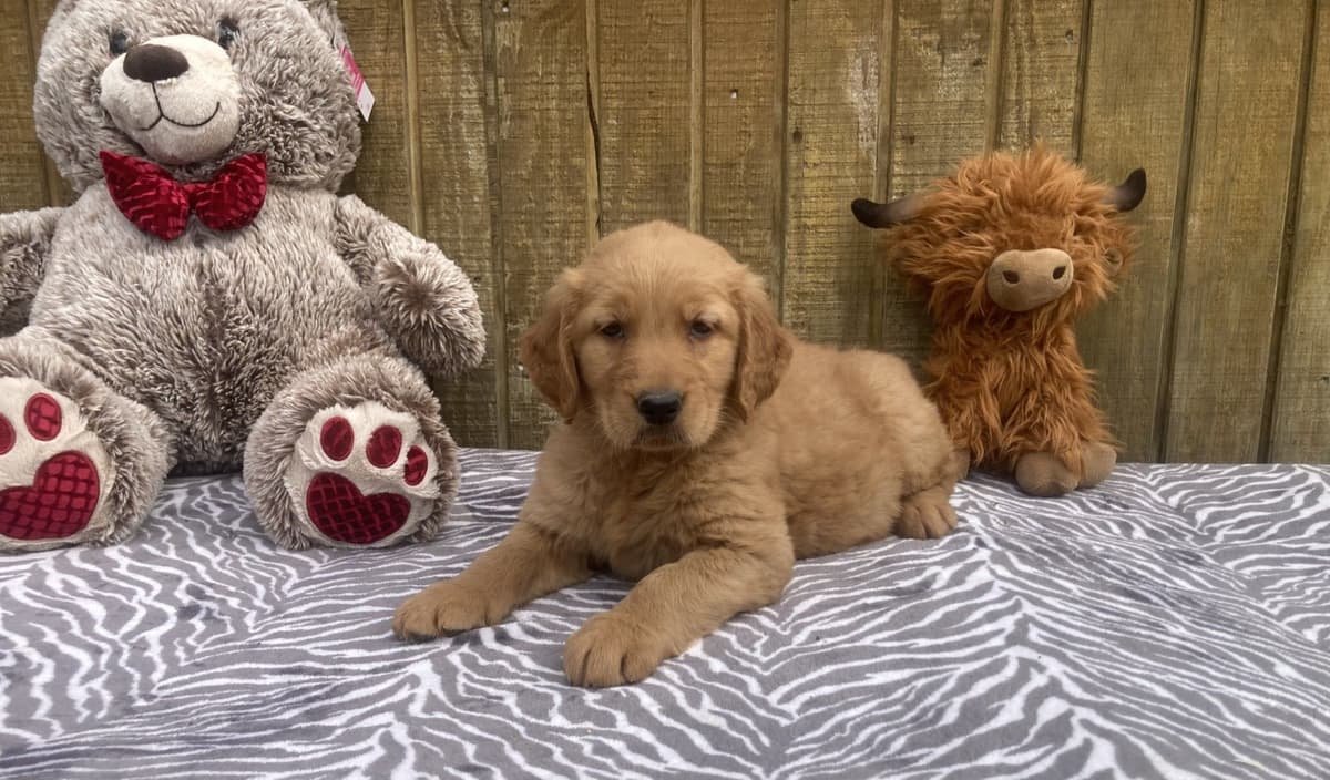 Labrador Retriever Puppies breeder image 1