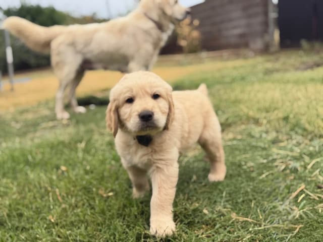 Golden Retriever Puppies media 2
