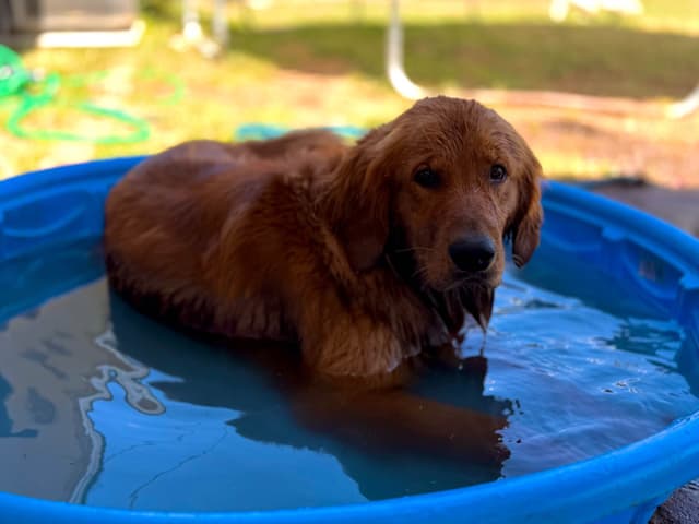 Golden Retriever Puppies media 3