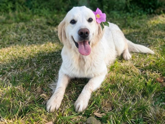 Golden Retriever Puppies media 6