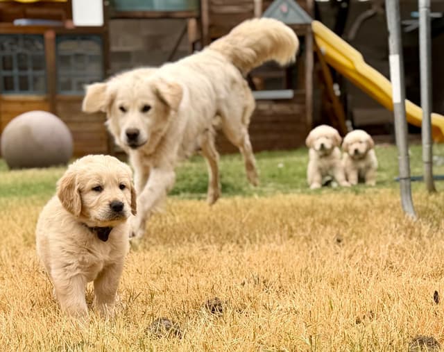 Golden Retriever Puppies media 7