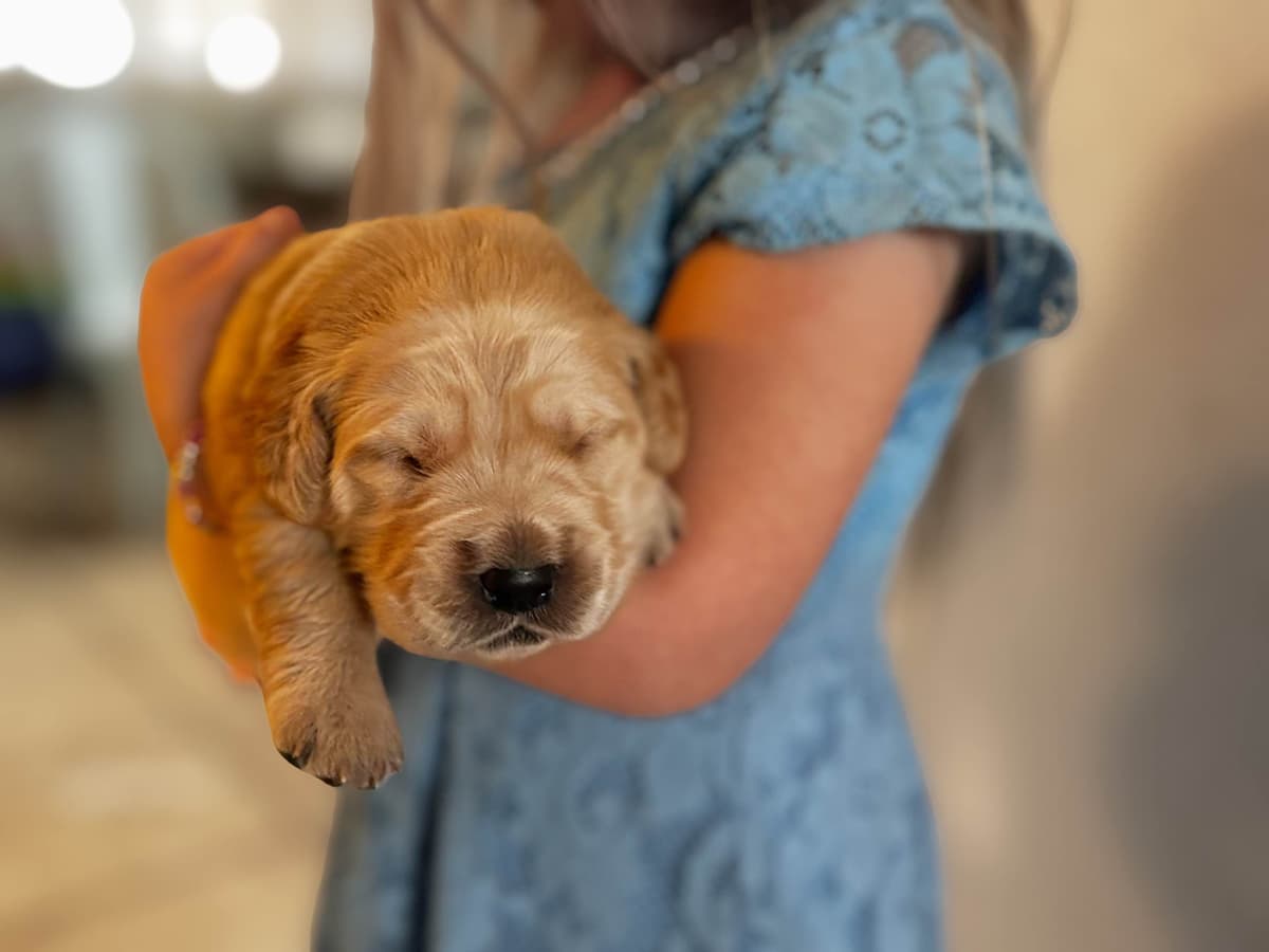 Golden Retriever Puppies breeder image 2
