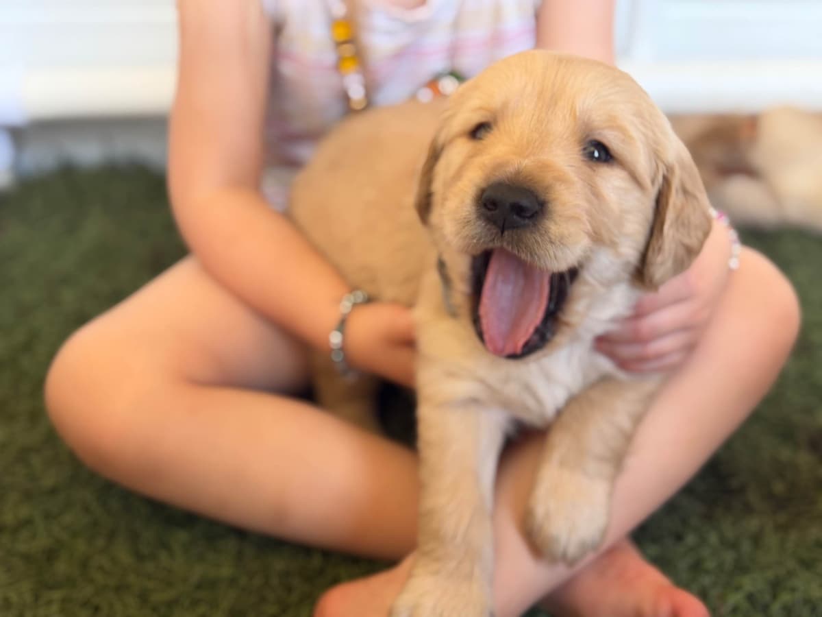 Golden Retriever Puppies breeder image 3
