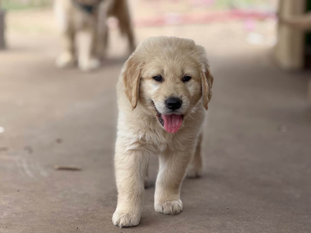 Golden Retriever Puppies breeder image 5